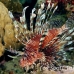 lionfish_common_nus_h_0705_png1721.jpg